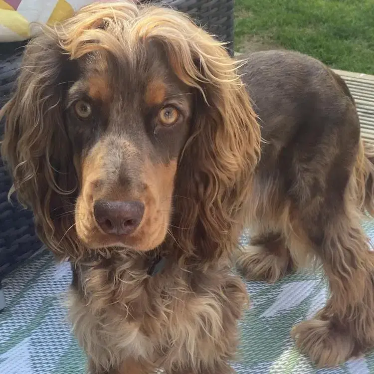 English Springer Spaniel