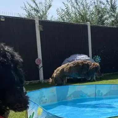English Springer Spaniel