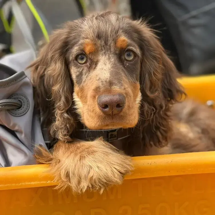 English Springer Spaniel