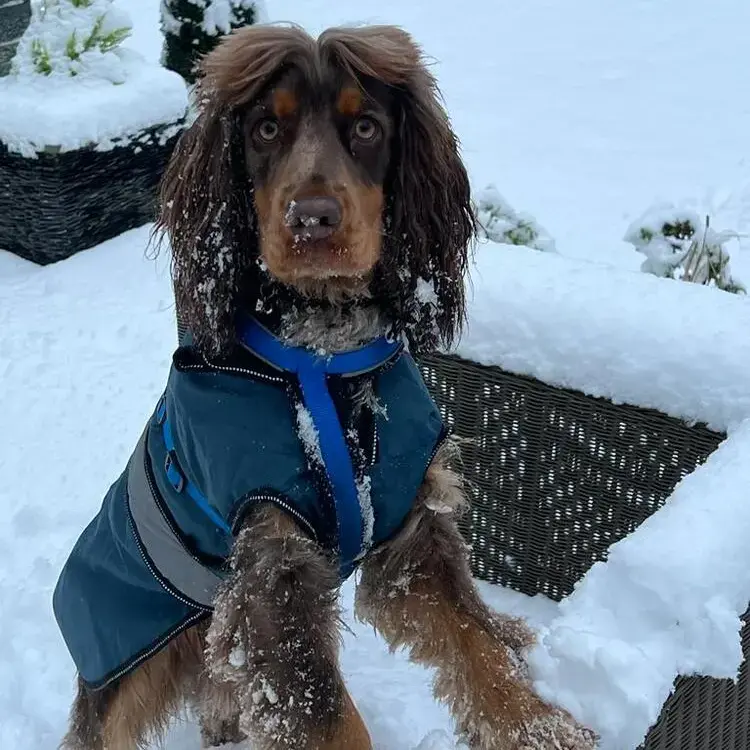 English Springer Spaniel