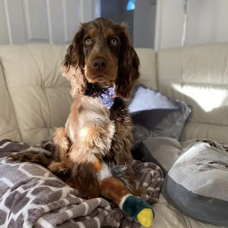 English Springer Spaniel