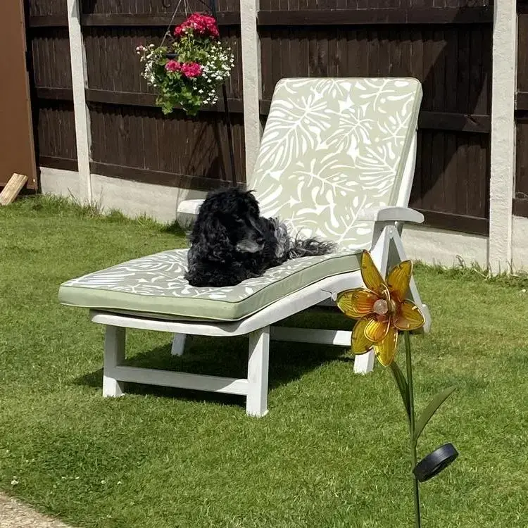 Cocker Spaniel (English)