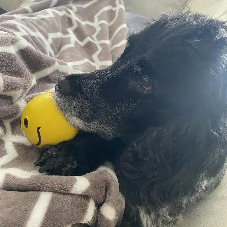 Cocker Spaniel (English)