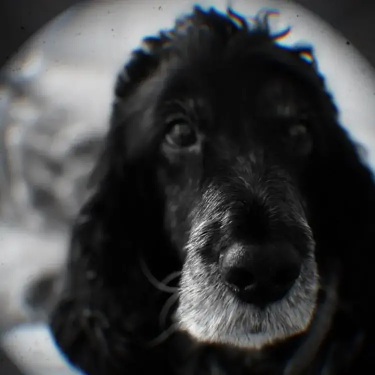 Cocker Spaniel (English)