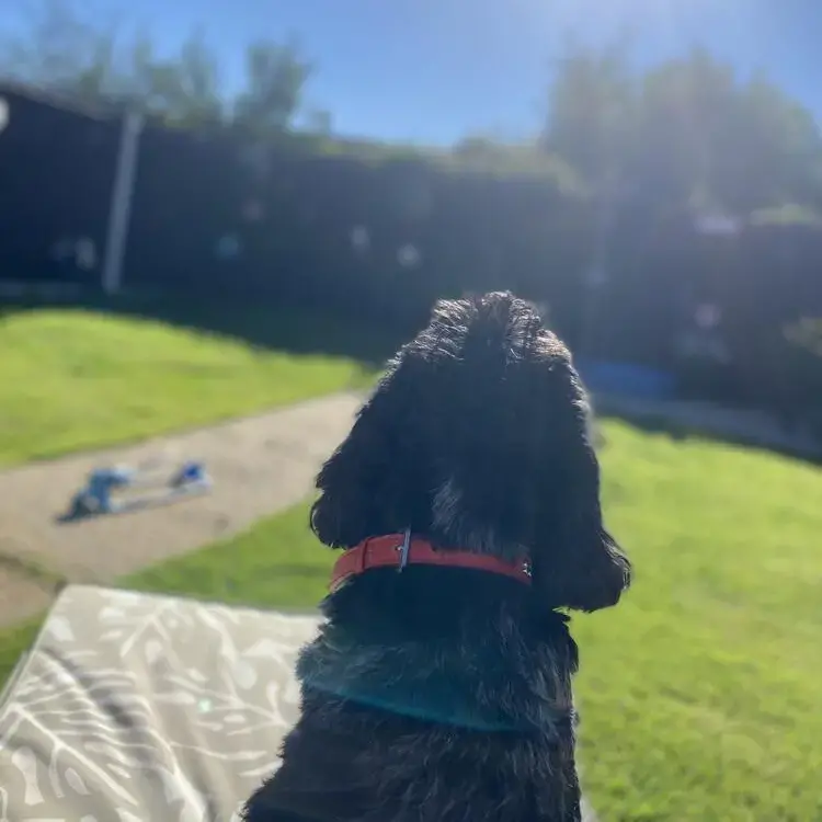 Cocker Spaniel (English)