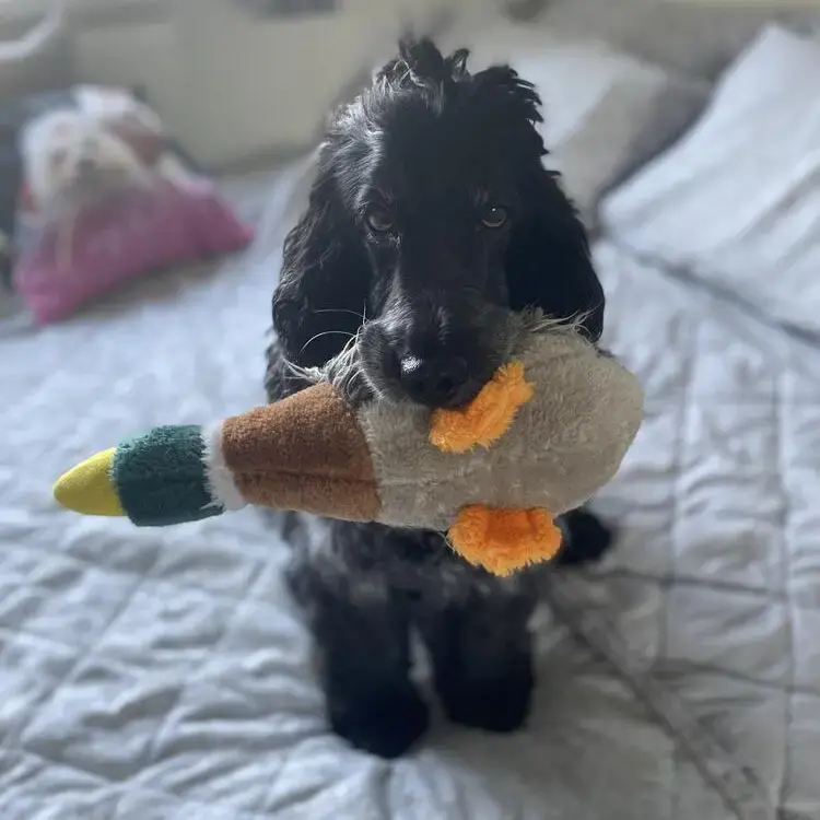 Cocker Spaniel (English)
