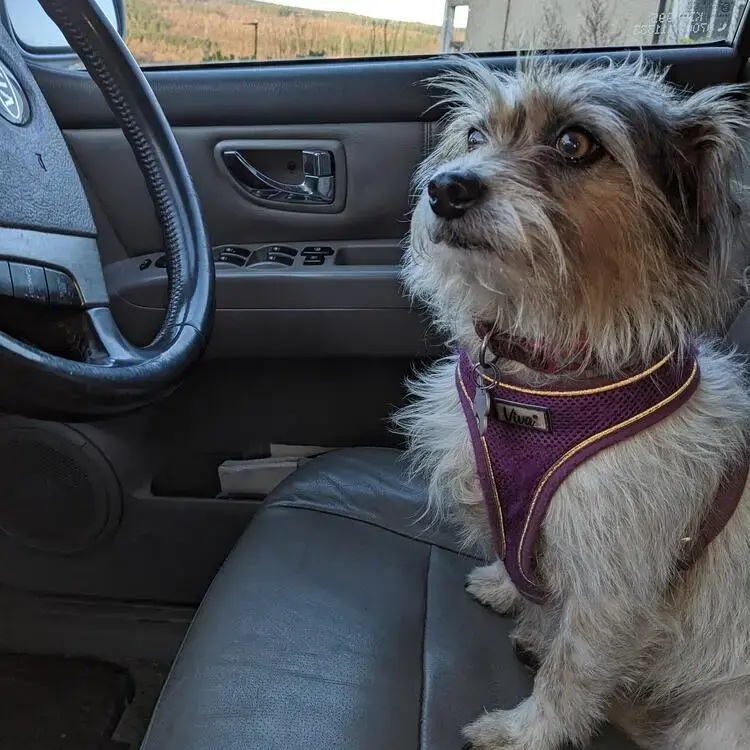 Jack Russell Terrier