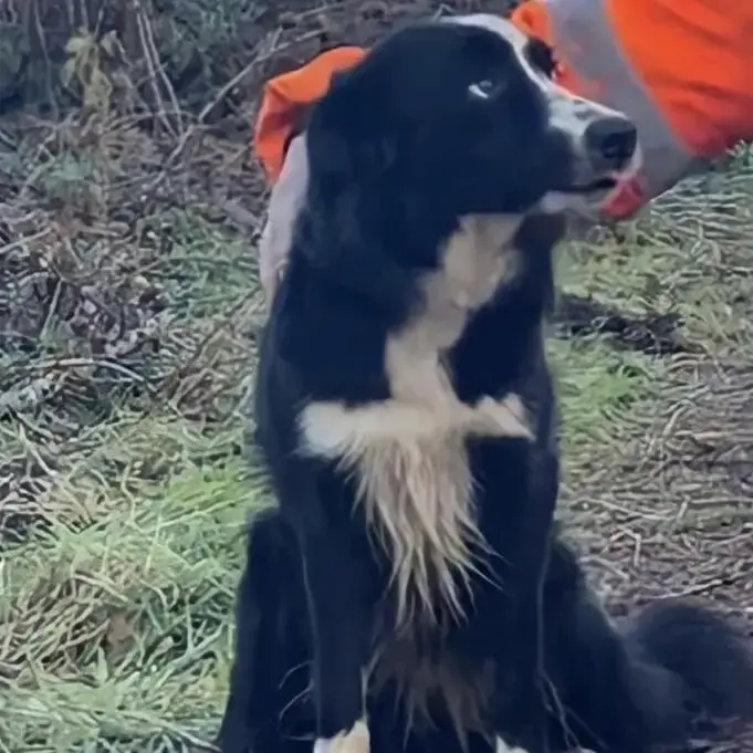 Border Collie