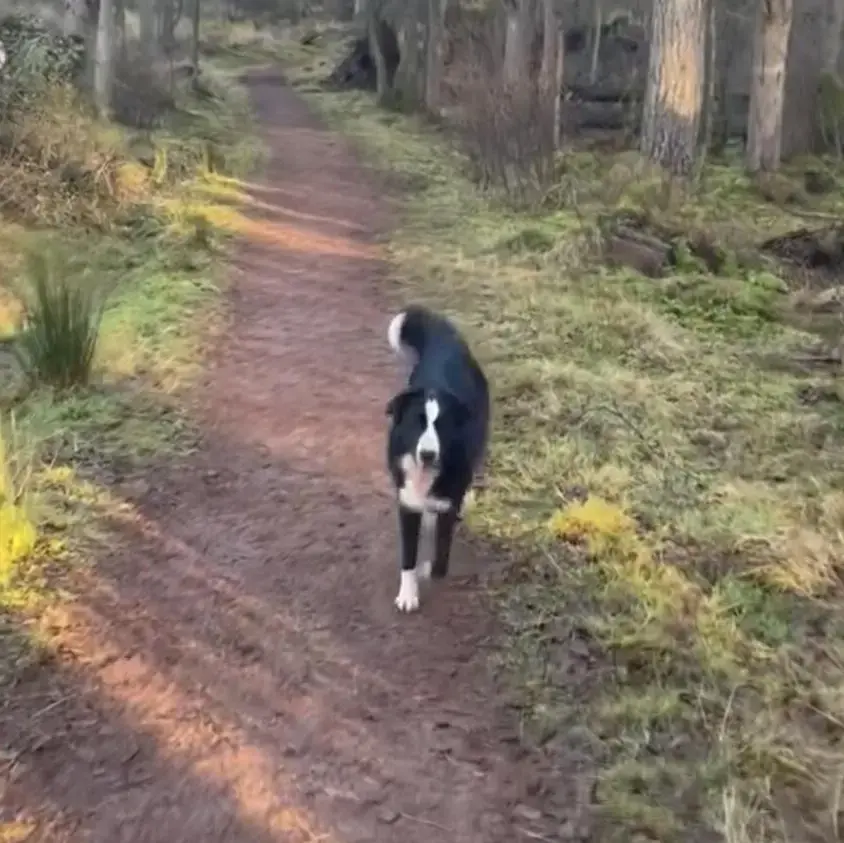 Border Collie