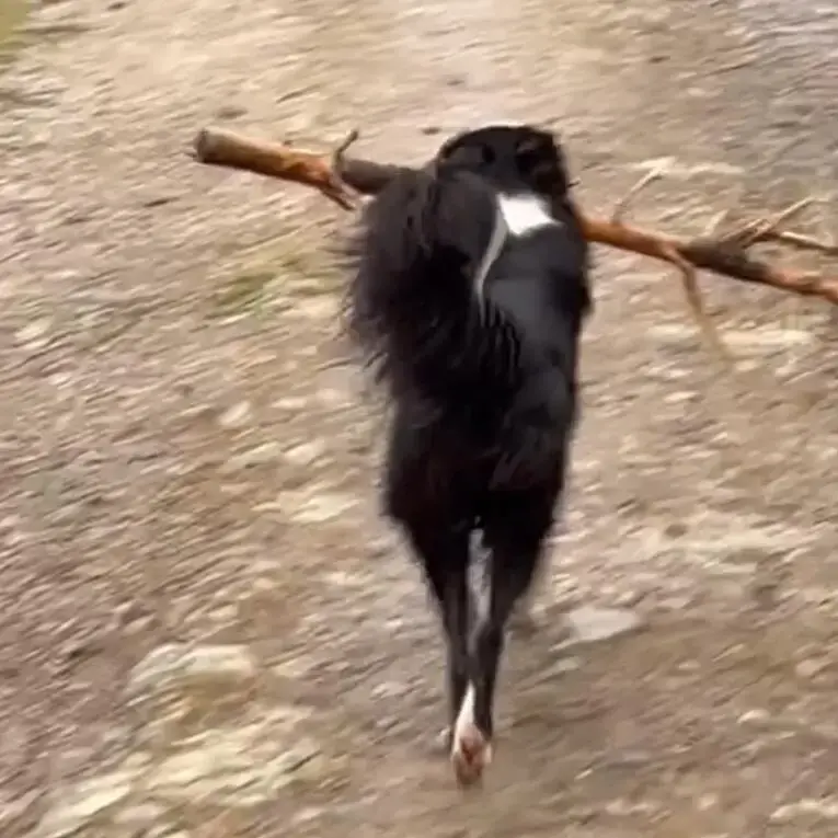 Border Collie