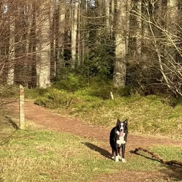 Border Collie
