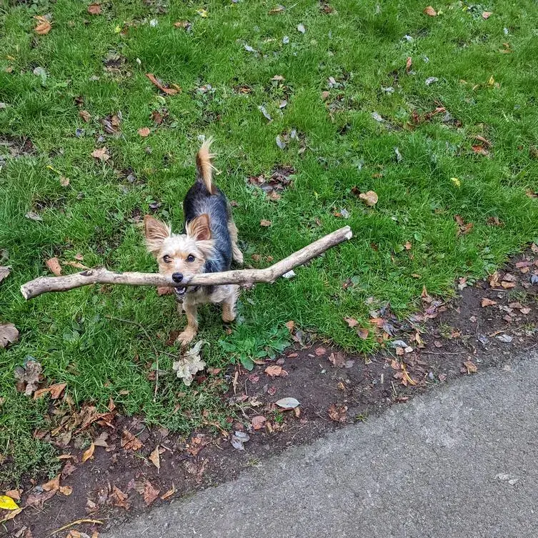 Yorkshire Terrier