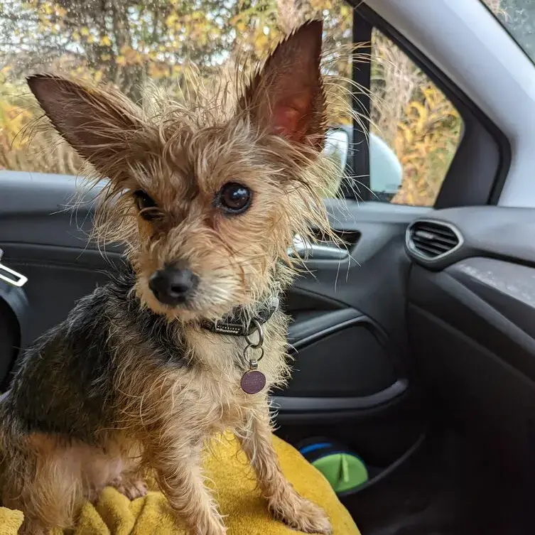 Yorkshire Terrier