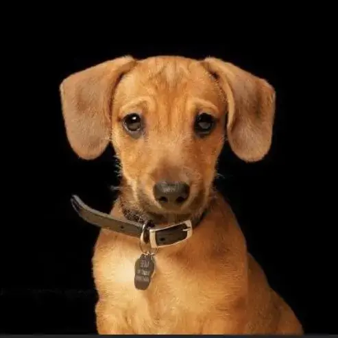 Dachshund (Miniature Smooth-Haired)