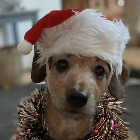 Dachshund (Miniature Smooth-Haired)