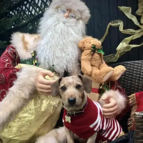 Dachshund (Miniature Smooth-Haired)