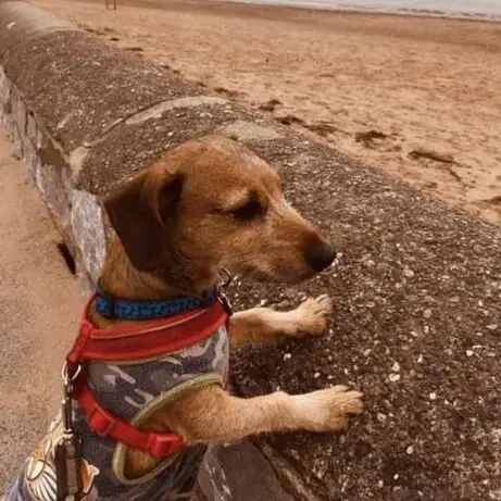 Dachshund (Miniature Smooth-Haired)