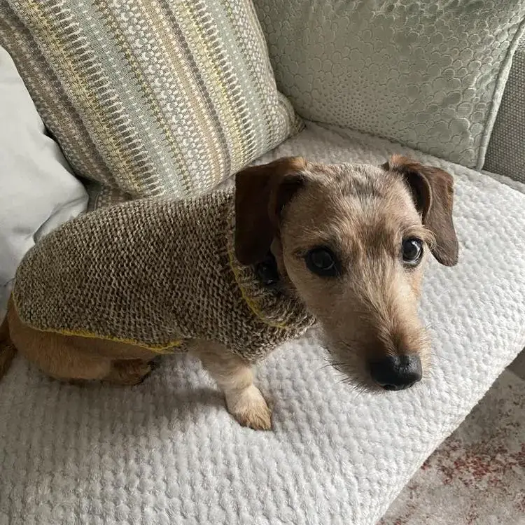 Dachshund (Miniature Smooth-Haired)