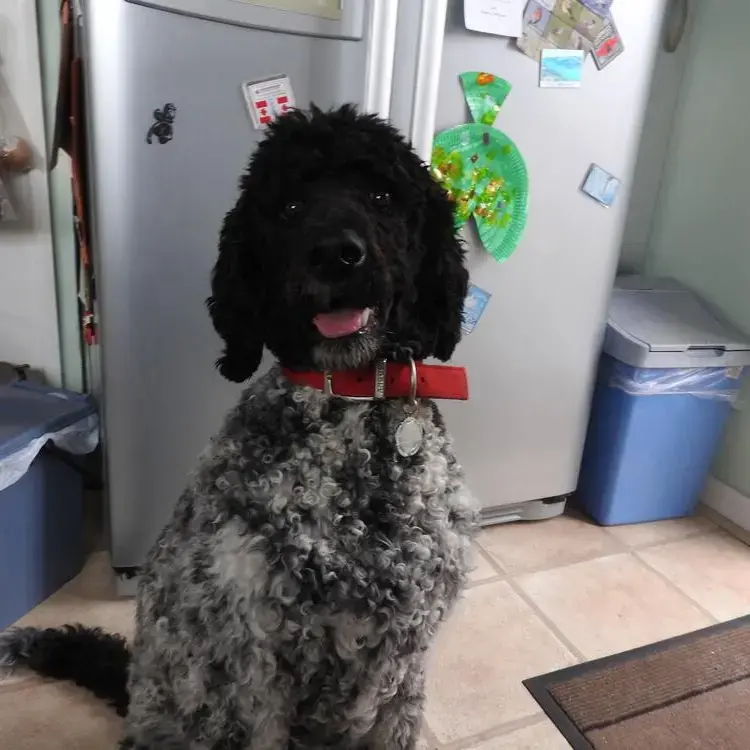 Poodle (Standard)