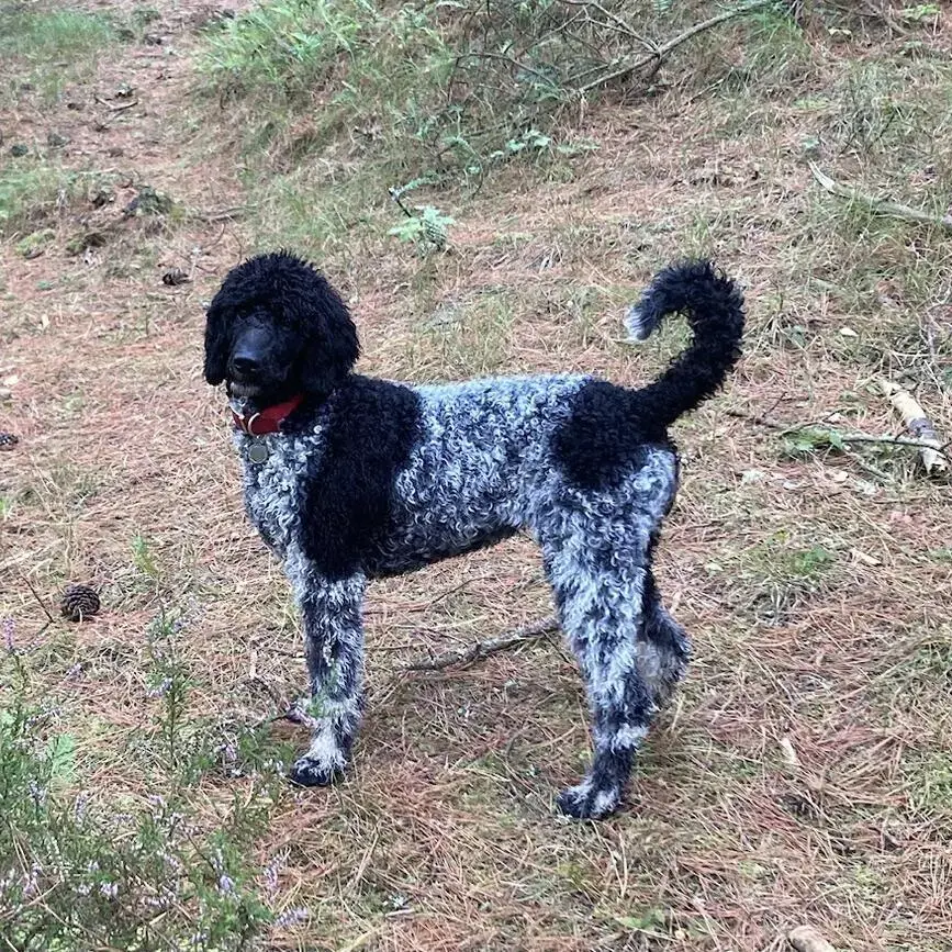 Poodle (Standard)