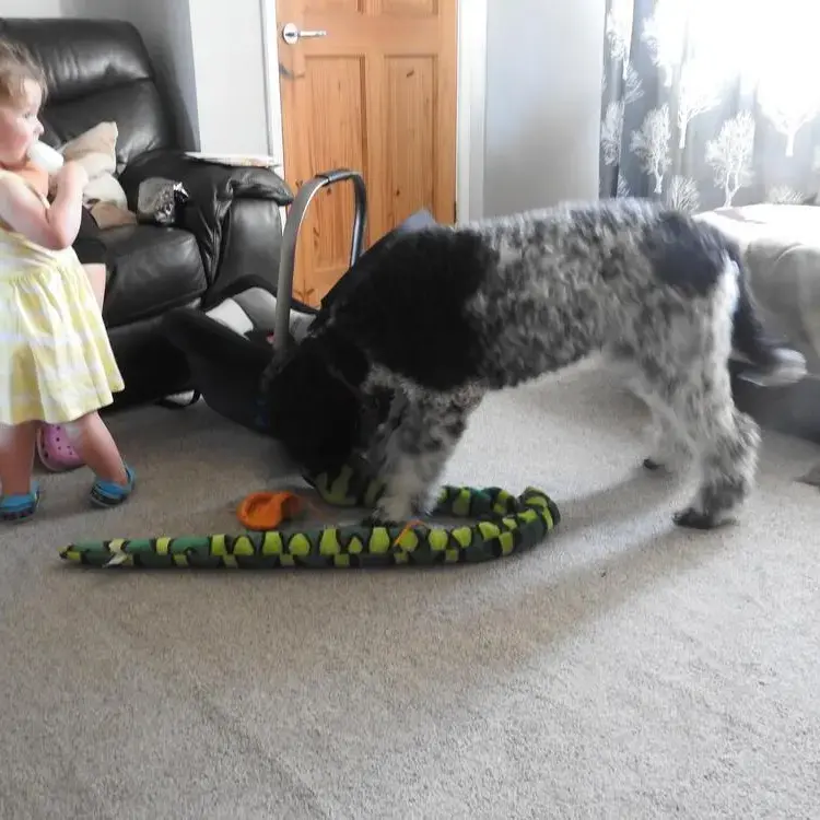 Poodle (Standard)