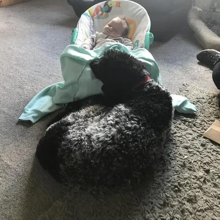 Poodle (Standard)
