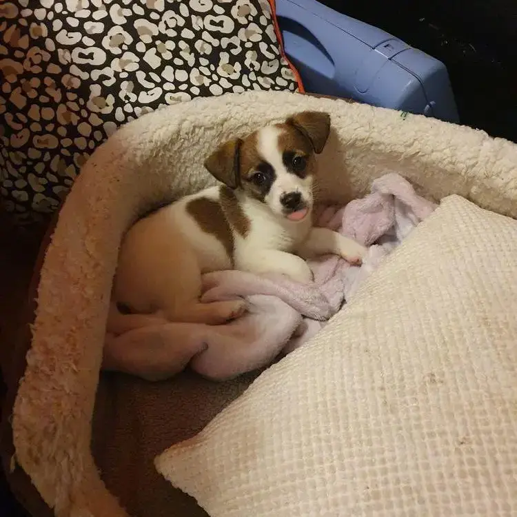 Jack Russell Terrier