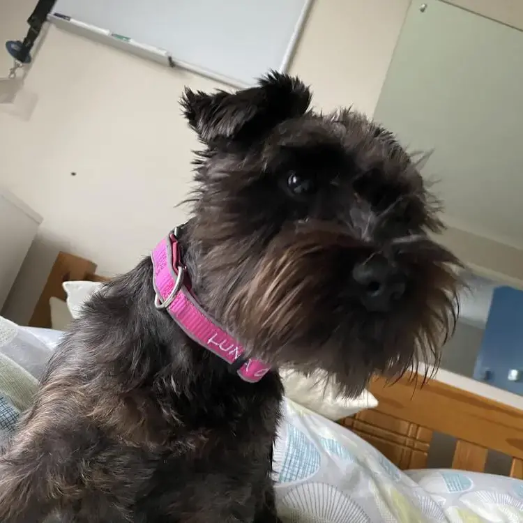 Schnauzer (Miniature)