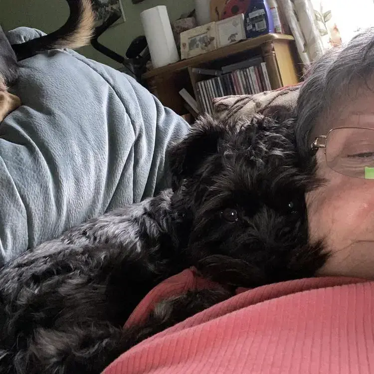 Schnauzer (Miniature)