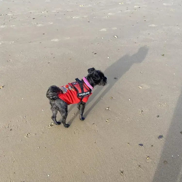 Schnauzer (Miniature)