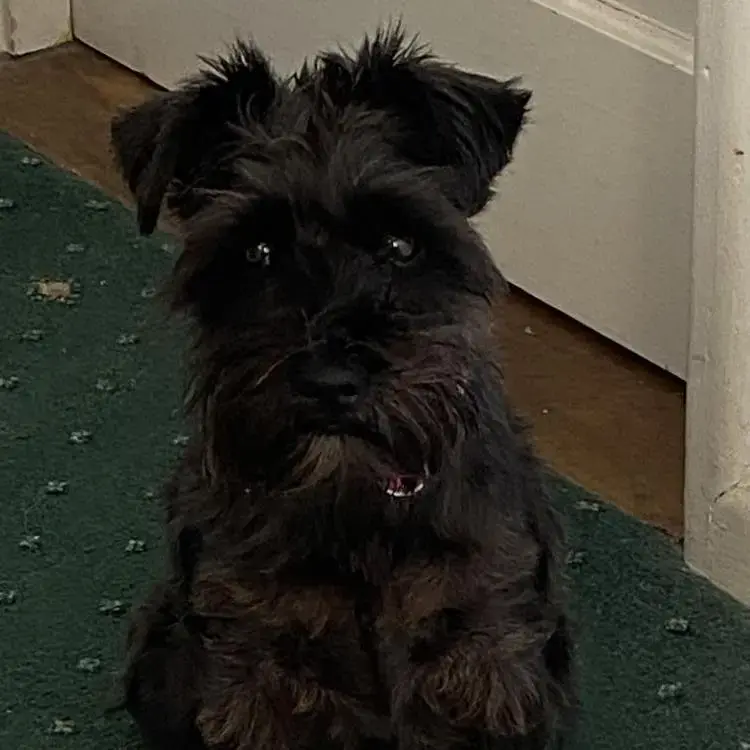 Schnauzer (Miniature)