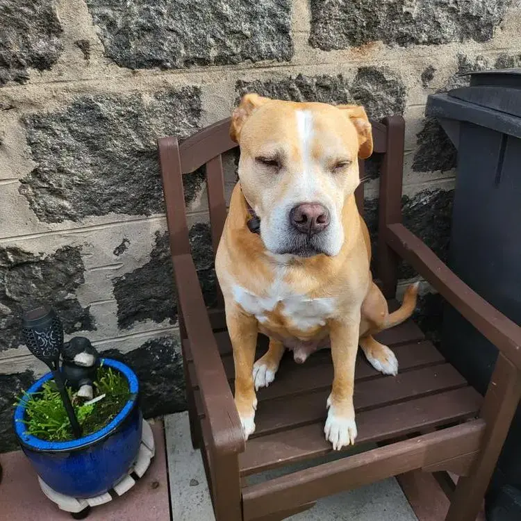 Dogue de Bordeaux