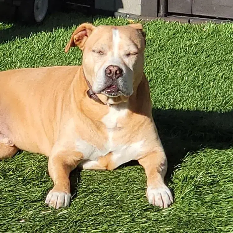 Dogue de Bordeaux