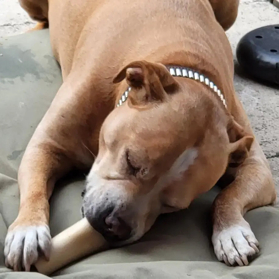Dogue de Bordeaux