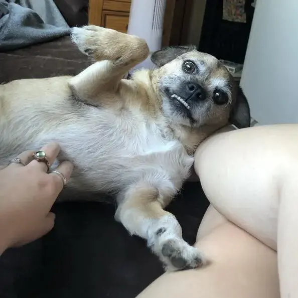 Pug