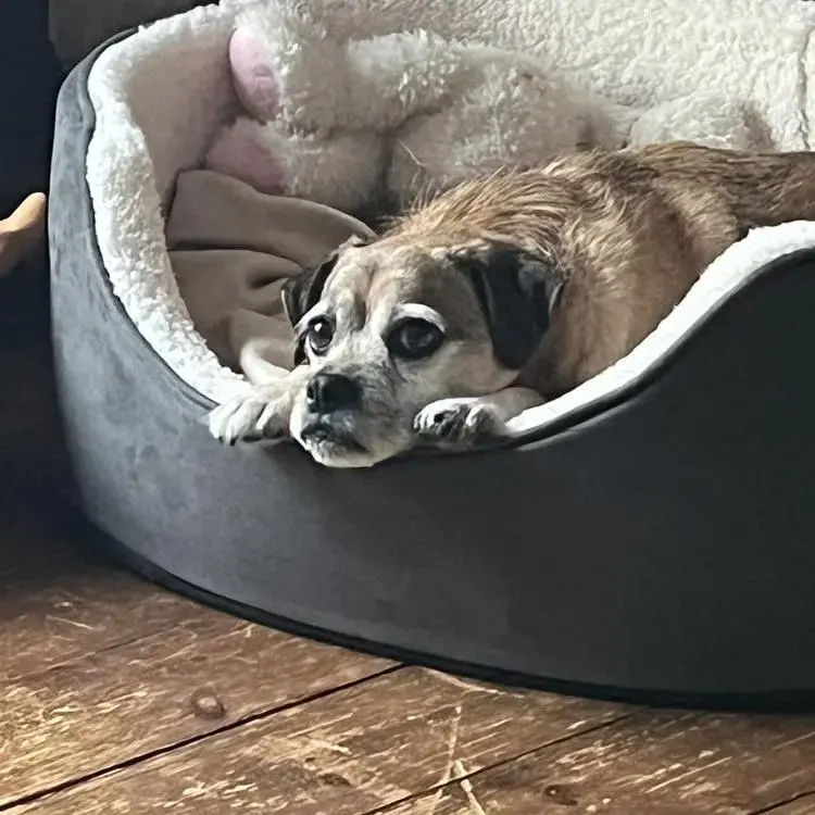 Pug