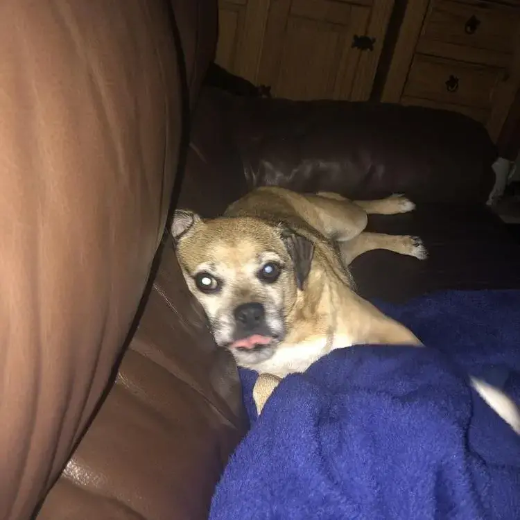 Pug