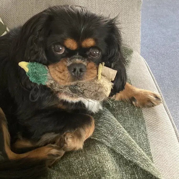 King Charles Spaniel