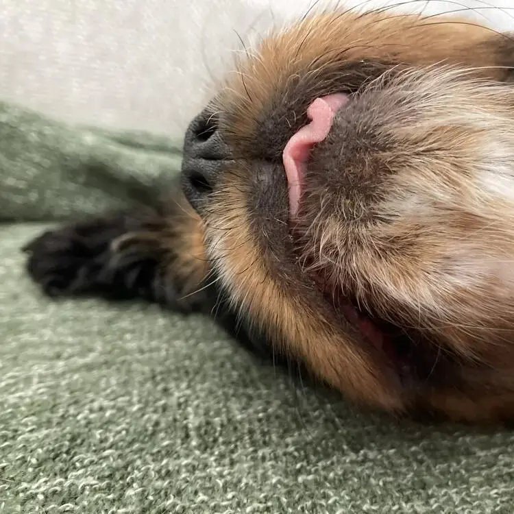 King Charles Spaniel