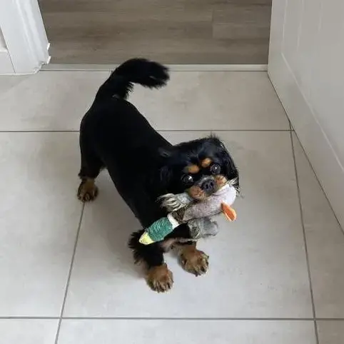 King Charles Spaniel