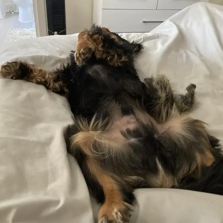 King Charles Spaniel