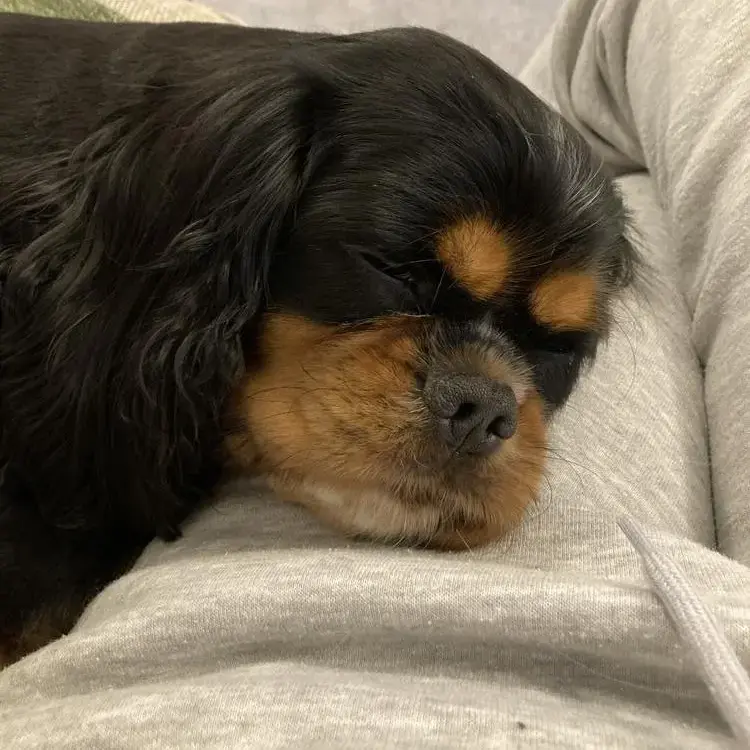 King Charles Spaniel