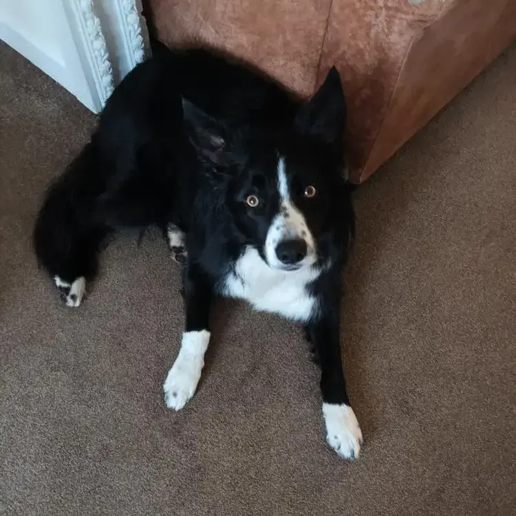 Border Collie
