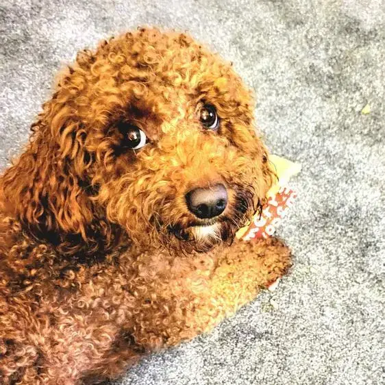 Cavachon