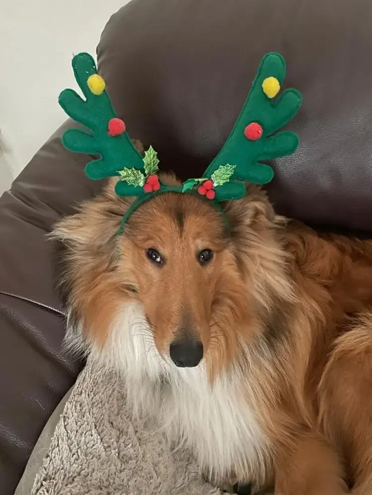 Collie (Rough)