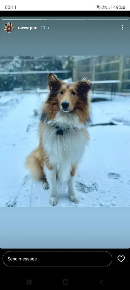 Collie (Rough)
