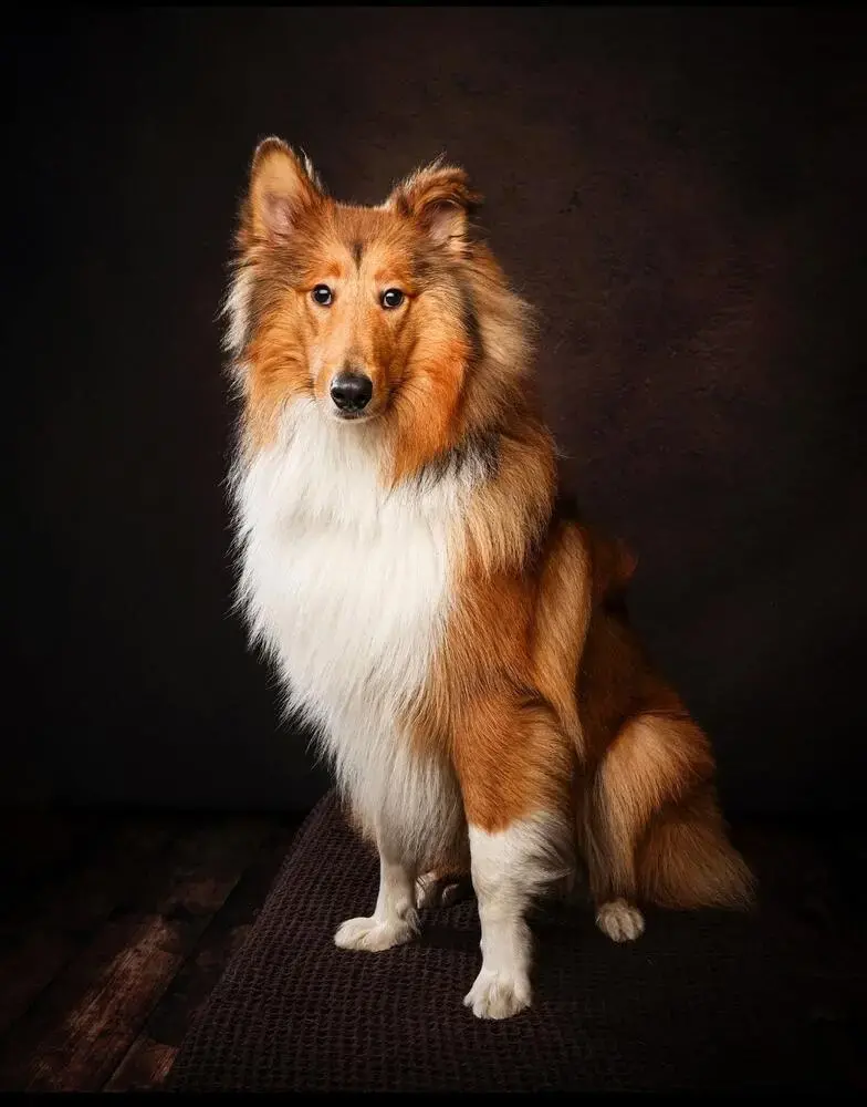 Collie (Rough)