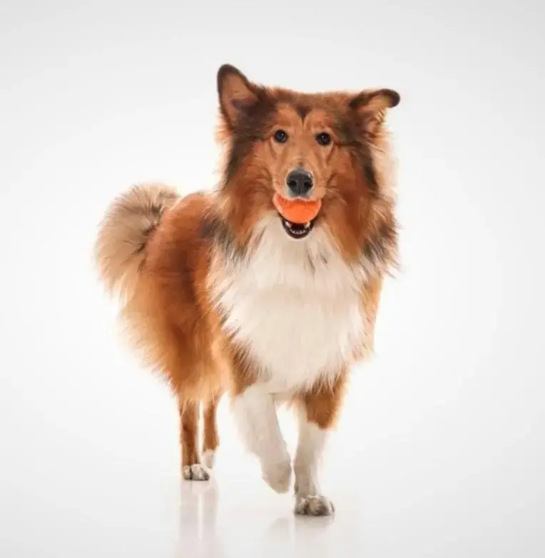 Collie (Rough)