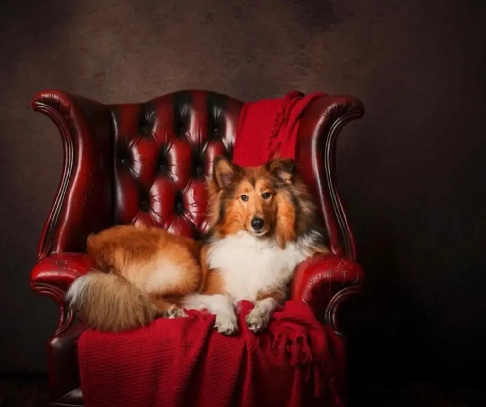 Collie (Rough)