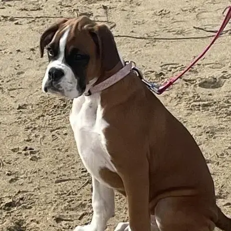Boxer